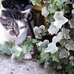 Wanda Monaco - @cartoldorazi - Instagram