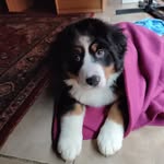 Wanda the Bernese Mountain Dog - @a_wandaful_life_ - Instagram