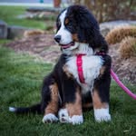 Wanda The Bernese Mountain Dog - @wandatheberner - Instagram