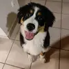 Wanda the Bernese Mountain Dog - @a_wandaful_life - TikTok