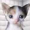 wanda_nicol - @arielsols2 - TikTok