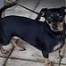 Gretta , Oliver, Wanda, Maggie &amp; Otto - Facebook