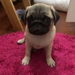 Otto & Wanda - @ottoandwanda - Instagram