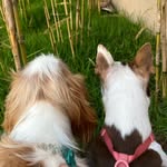 Wanda e Otto - @wandinha_otto - Instagram