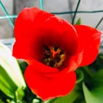 Wanda Pacenti - @wandapacenti - Instagram