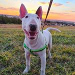 Wanda Parra - @wandascarlate_bull - Instagram