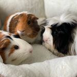 Wanda, Penny & Soupy🌾💗 - @_piggiefam - Instagram