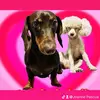 WandaBentz Petz - @wandabentzpetz - TikTok
