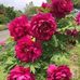 Wanda Pulfer - Facebook