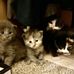 Wanda Rader-MacPherson - Facebook