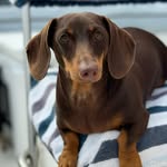 Wanda Reece - @wanda_the_wonder_weenie - Instagram