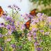 Wanda Reeder - Facebook