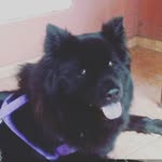 Wanda Rosales - @chowchowwanda - Instagram