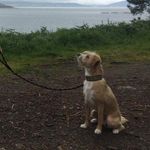 Wanda Cruz Rubio - @_wanderdog_ - Instagram