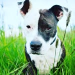 WandaSchrader - @pitbullmom0 - Instagram