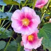Wanda Schroeder - @wanda.schroeder8 - TikTok