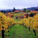 Wanda Schroeder - @chefwanada - Instagram