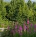 Wanda Severson Ace - Facebook