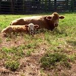 Wanda T. Sewell - @puzzles2222 - Instagram