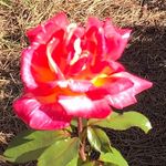 Wanda Shaver - @young1946 - Instagram