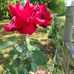 Wanda Shealy - Facebook