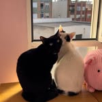 Sheldon y Wanda - @mr.sheldon_mrs.wanda - Instagram
