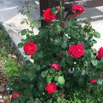 Wanda Joyce Sherrod Hardung - @wandahardung - Instagram
