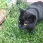Wanda - @wanda.small.kitty - Instagram