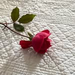 Wanda Snowden Rotarius - @wrotarius - Instagram