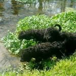 South Creek Puppies - @wanda_south_creek_puppies - Instagram