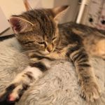 Wanda & Sowa - @two_littlelions - Instagram