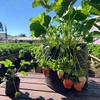 wawang yugiantara - @wanda_strawberry - TikTok