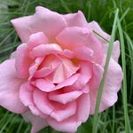 @wandaspringer - Instagram