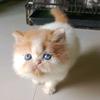 Wanda CatHouse - @wanda_cathouse - TikTok