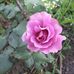 Wanda Standridge - Facebook