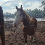 Wanda Starnes - @starneswanda - Instagram