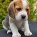 Wanda Stigall - Facebook
