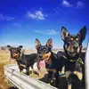 Wandabar_Stockdogs - @wandabar_stockdogs - TikTok