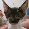 StreetCatWanda - @streetcatwanda - TikTok