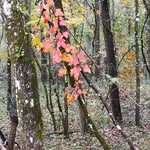Wanda Townsend - @ravenwing0 - Instagram