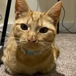 Wanda the Ginger Queen - @wanda_the_ginger_queen - Instagram