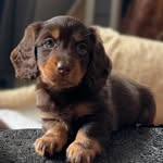 Wanda the wiener🌭 - @wanda_the_wiener - Instagram