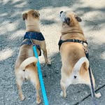 Winston & Wanda - @winstonwandawoof - Instagram