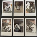 Winston & Wanda - @winston.wanda.bulldogs - Instagram
