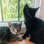 Winston & Wanda - @winstonandwandasworld - Instagram