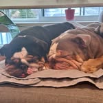 Winston and Wanda - @winston_and_wanda - Instagram