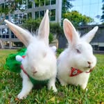 Wanda & Winter - @wanda.winter.rabbit - Instagram