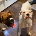 ❤️ Mr Bacon & Bonnie❤️ - @mrbaconward - Instagram