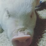 Kevin the pig🐖 - @kev.bacon.ward - Instagram