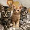 Bowen Ward - @bowen.ward5 - TikTok
